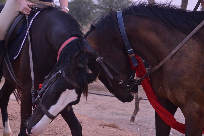 Jaipur Horse Riding Adventure - Marwari horse riding in Jaipur: what you’re really buying