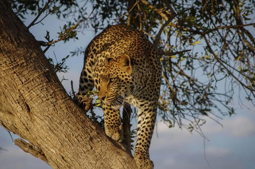 Jaipur: Jhalana Amagarh Leopard Reserve 4×4 Jeep Safari - Key things you’ll notice fast