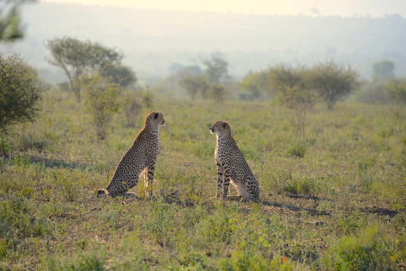 Jaipur: Jhalana Amagarh Leopard Reserve 4×4 Jeep Safari - Jhalana-Amagarh, a leopard reserve with Aravalli DNA