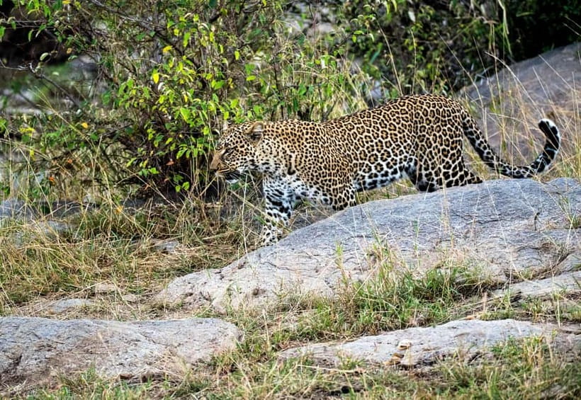 Jaipur: Jhalana Amagarh Leopard Reserve 4×4 Jeep Safari - Elephant Village Park option: included visit, elephants activity not included