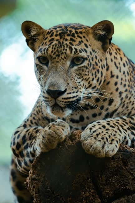 Jaipur: Jhalana Amagarh Leopard Reserve 4×4 Jeep Safari - Price and value: why $60 can be fair, and when it might feel steep