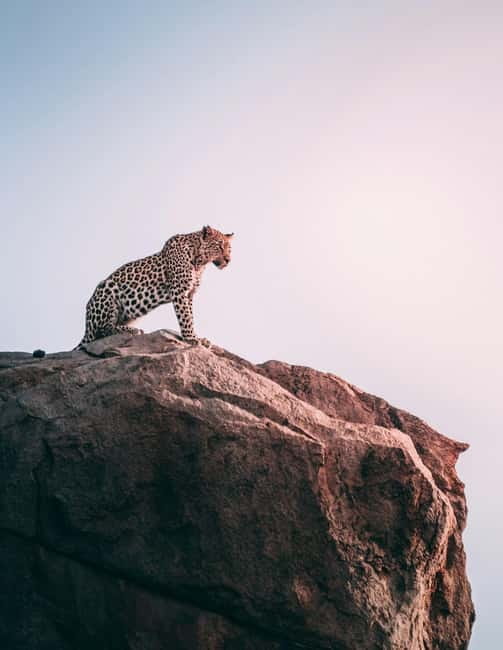 Jaipur: Jhalana Amagarh Leopard Reserve 4×4 Jeep Safari - Pickup and timing in Jaipur: A/C comfort plus a skip-the-line setup