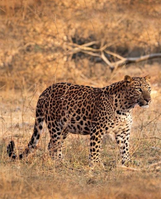 Jaipur: Jhalana/Amagarh leopard safari private tour - Key Things I’d Focus On Before Booking