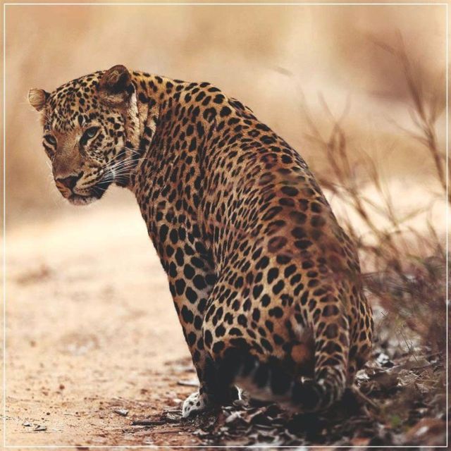 Jaipur: Jhalana/Amagarh leopard safari private tour - Jhalana-Amagarh Safari: Why This Feels Like a Real Hunt