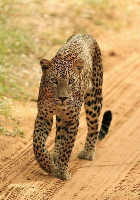 Jaipur: Jhalana/Amagarh leopard safari private tour - The 2.5-Hour Jeep Safari: What the Time Actually Buys You