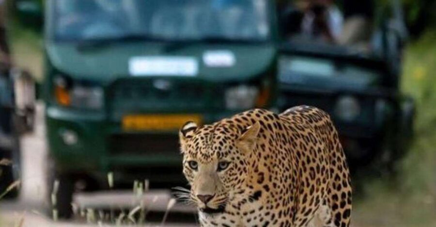 Jaipur: Jhalana/Amagarh leopard safari private tour - Wildlife Beyond Leopards: The Day You Can Still Win