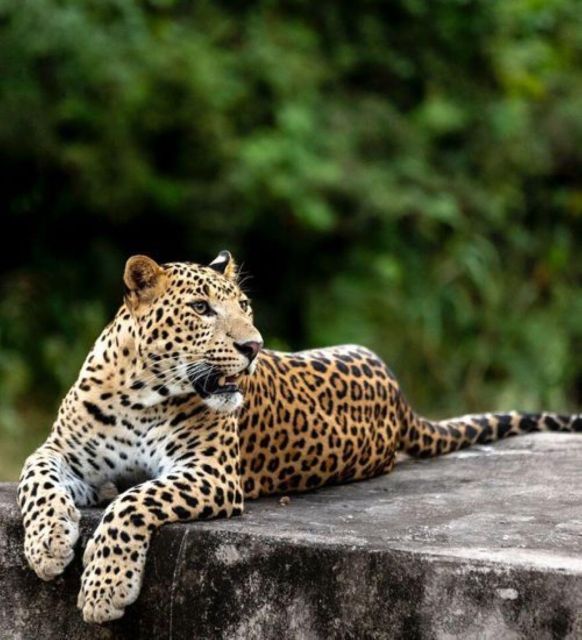 Jaipur: Jhalana/Amagarh leopard safari private tour - Getting From Your Jaipur Hotel in Air-Conditioned Comfort