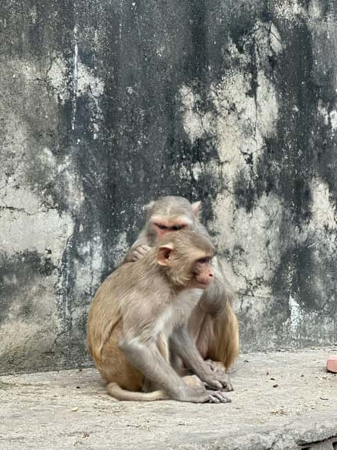 Jaipur: Monkey Temple and Sun Temple Guided Tour - Key highlights at a glance