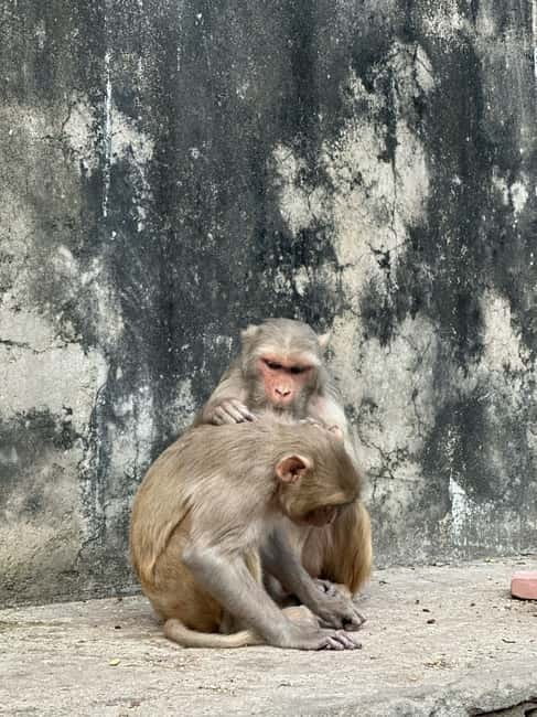 Jaipur: Monkey Temple and Sun Temple Guided Tour - Entering Galta Ji: kunds, temples, and the slow moment you should take