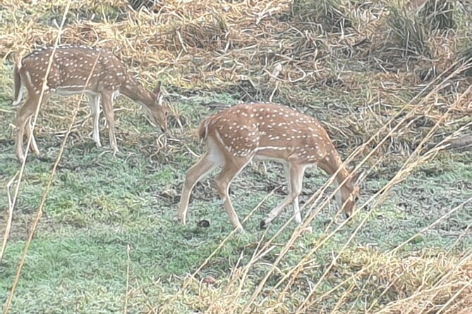 Jaipur Ranthambore Full Day Private Tour - Jaipur to Ranthambore: a long day, planned with real timing