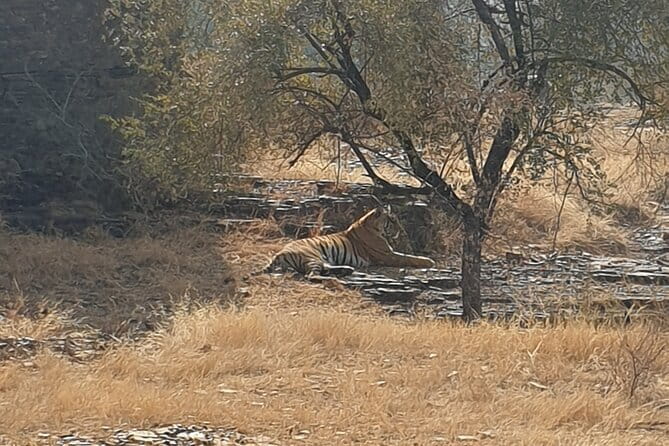 Jaipur Ranthambore Full Day Private Tour - Jaipur stop, minus the chaos: practical sightseeing time with a flexible guide