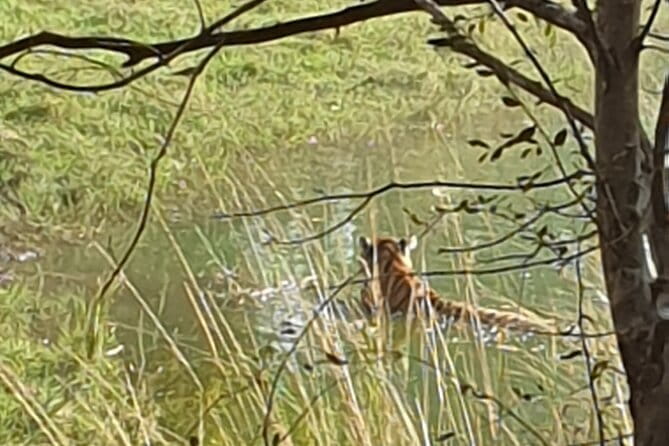 Jaipur Ranthambore Full Day Private Tour - The safari ride: what a 4-hour gypsy window really means
