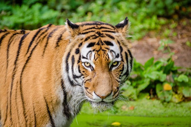 Jaipur Ranthambore Same Day Tour (Ask us on Email before booking) - Why A Jaipur To Ranthambore Day Trip Works