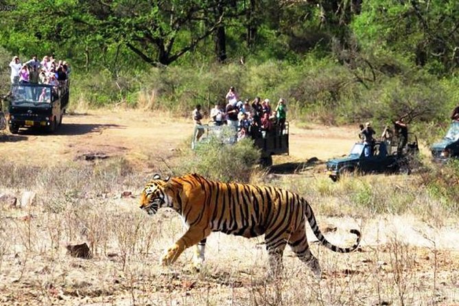 Jaipur Ranthambore Same Day Tour (Ask us on Email before booking) - Getting There: Pickup, AC Comfort, And A Realistic 10-Hour Day