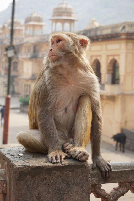 Jaipur sightseeing tour with monkey temple (Galta ji temple) - Who this tour fits best (and who should consider another plan)