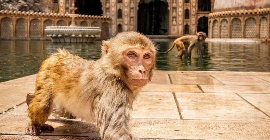 Jaipur sightseeing tour with monkey temple (Galta ji temple) - Galta Ji Monkey Temple in the evening: worth the schedule