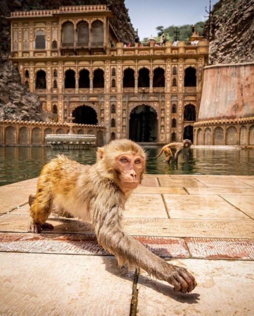 Jaipur sightseeing tour with monkey temple (Galta ji temple) - Amber Fort and Panna Meena ka Kund: the classic start, done with a guide