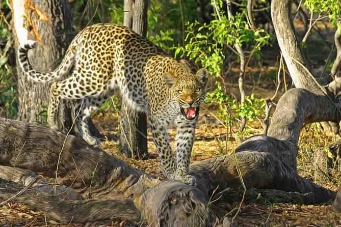 Jaipur to Jhalana Leopard reserve Private Day Trip All Inclusive - Key highlights you will feel quickly