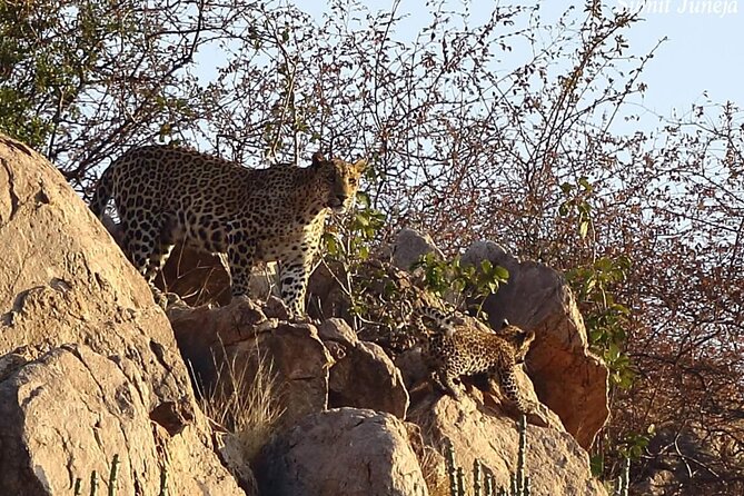 Jaipur to Jhalana Leopard reserve Private Day Trip All Inclusive - Jhalana Safari Day Trip: what you are really buying