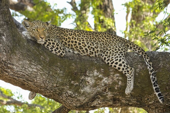 Jaipur to Jhalana Leopard reserve Private Day Trip All Inclusive - The 4-hour timeline that keeps it easy