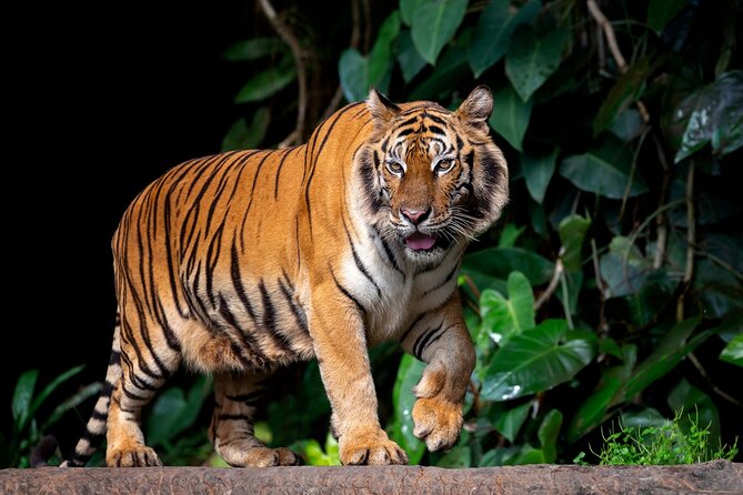 Jaipur to Ranthambore Tiger reserve Safari Day trip All Inclusive - A 12-Hour Ranthambore Day Trip That Actually Fits Your Schedule