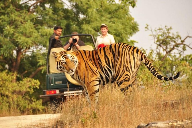 Jaipur to Ranthambore Tiger reserve Safari Day trip All Inclusive - Jaipur Start, Afternoon Safari Window, Late Return