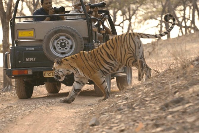 Jaipur to Ranthambore Tiger reserve Safari Day trip All Inclusive - Private AC Transfers From Any Jaipur Address