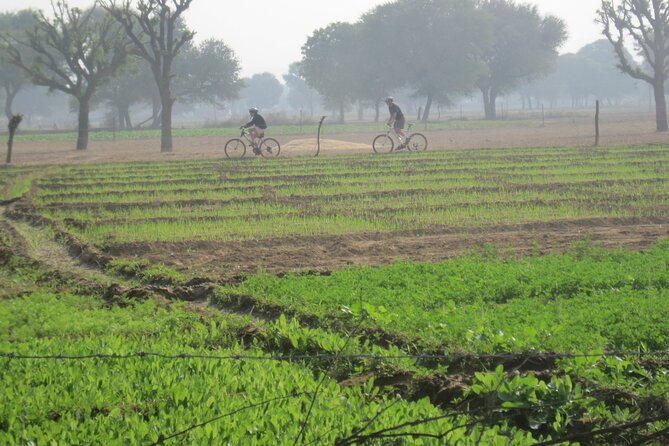 Jaipur Village Cycling Safari - Riding through Aravali hills and village roads toward Samode
