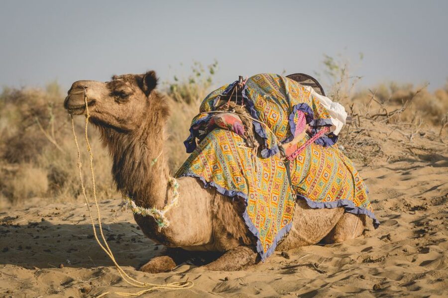 Jaisalmer: 2-Day Thar Desert Experience - Final call, should you book it?