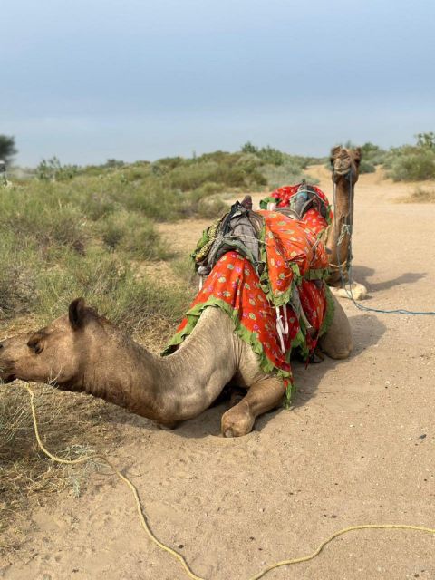 JAISALMER : DESERT EXPERIENCE SLEEPING UNDER THE STAR - Key points that matter before you go