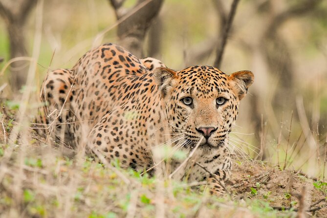 Jhalana Panther Safari Park Tour in Jaipur - Key things I’d plan around