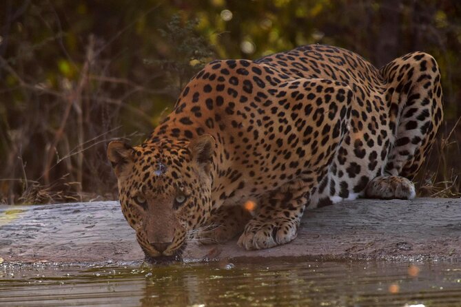 Jhalana Panther Safari Park Tour in Jaipur - Entering Jhalana Safari Park: What Your 2.5 Hours Feels Like