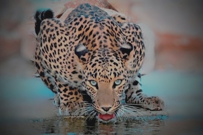 Jhalana Panther Safari Park Tour in Jaipur - Inside the Open 4x4: How the Naturalist Changes Your Spotting Game