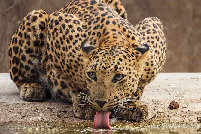 Jhalana Panther Safari Park Tour in Jaipur - Who This Safari Fits Best (and Who Might Be Disappointed)