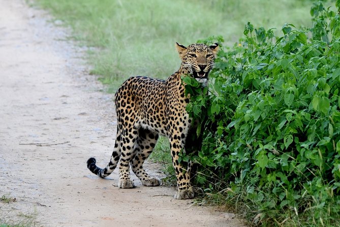 Jhalana Panther Safari Park Tour in Jaipur - Getting to the Gate from Jaipur: Pickup Radius and What It Costs