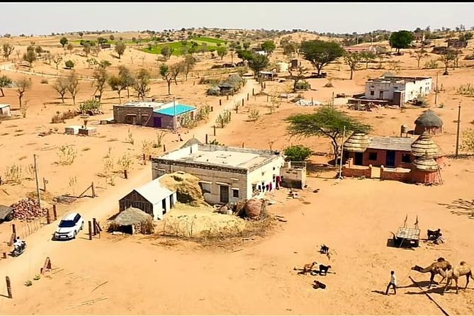 Jodhpur Camel Safari & Jeep Safari In Desert Jodhpur SR - Price and what you really get for about $30.72