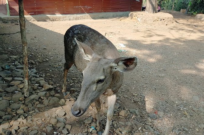 Kanheri Cave with Global Vipassana Pagoda Tour in Private Vehicle - What the full day feels like, pace-wise