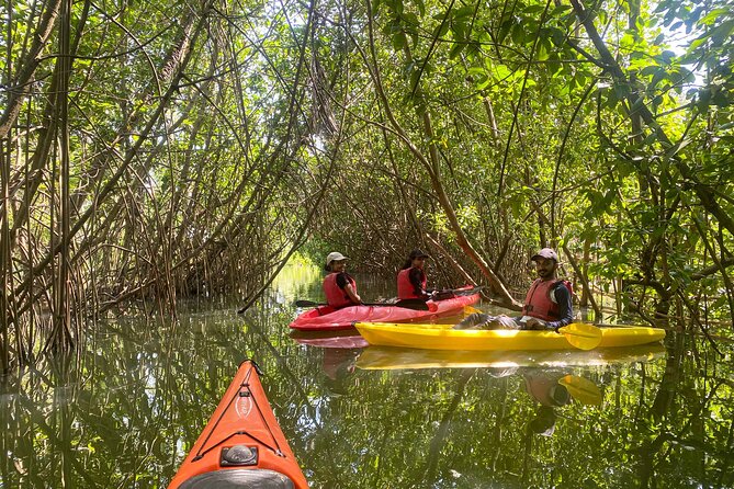 Kayaking in Mangrove Forest of Paravur Backwaters near Varkala and Kollam - Key Things I’d Focus On Before You Go