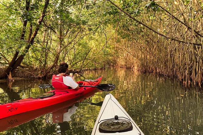 Kayaking in Mangrove Forest of Paravur Backwaters near Varkala and Kollam - Kayak vs Canoe, Sit-on-Top Paddling, and What “Beginner Friendly” Really Means
