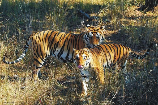 Kaziranga Indian Big Five Wildlife Tour - Key things worth knowing before you go