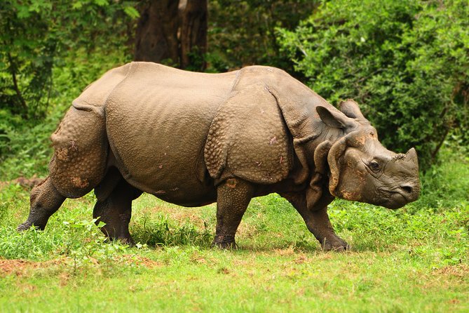 Kaziranga Indian Big Five Wildlife Tour - Safari mornings start early for a reason