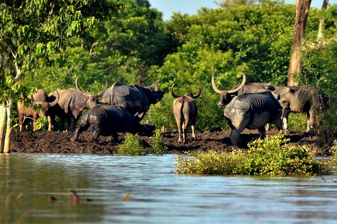 Kaziranga Indian Big Five Wildlife Tour - Group discount, private tour, and how the “sharing” part affects your vibe