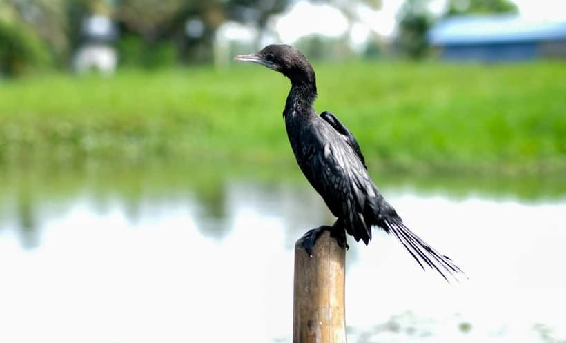 Kumarakom: Sunrise Cruise With Village Life and Local Food - Cheepunkal Bridge check-in, safety briefing, and a realistic morning rhythm