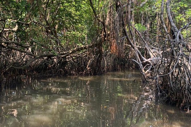 Mangrove Adventure - Key things that make this tour worth your hour