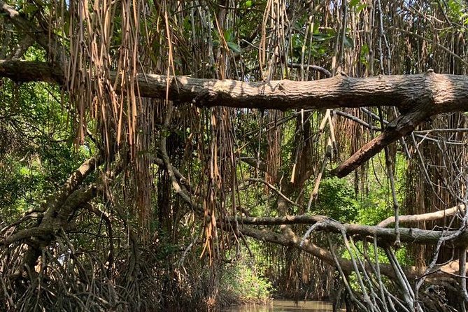 Mangrove Adventure - Mangrove maze magic on the Bentota estuary