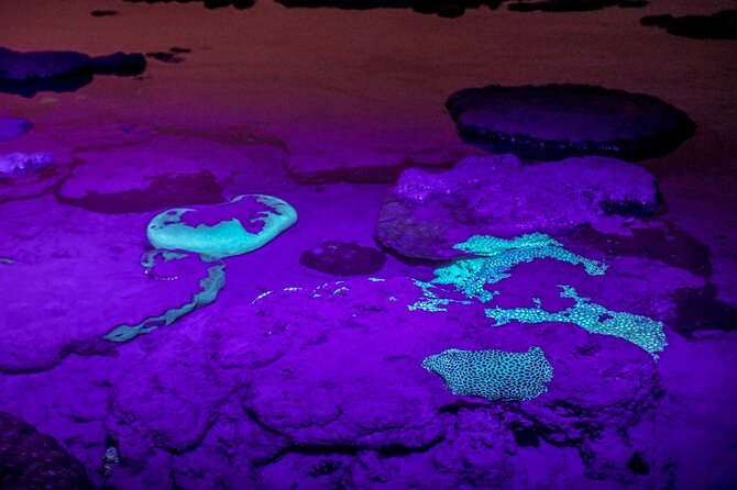 Marine Trail - When to choose the night trail for UV glow and biofluorescence