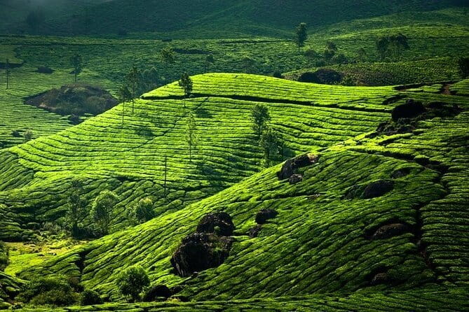 Mattancherry Heritage Tour by The Kochi Heritage Project - The tea and coffee break that makes the stories stick