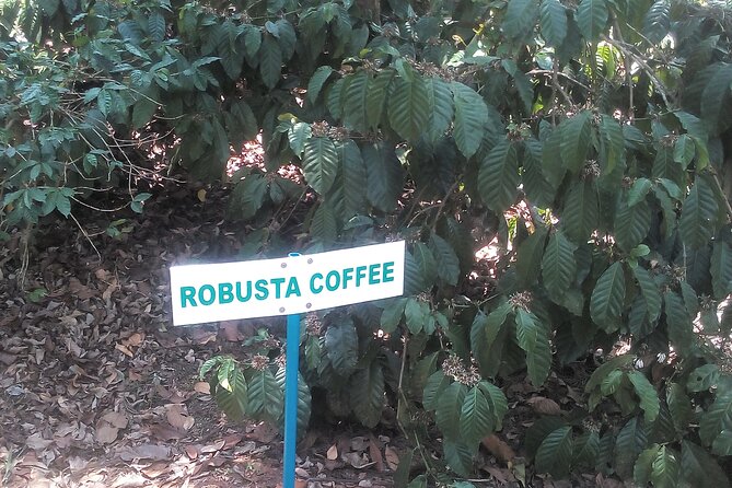 Mercara Gold Coorg Coffee and Spice Estate Tour - The café finish and your filter coffee experience