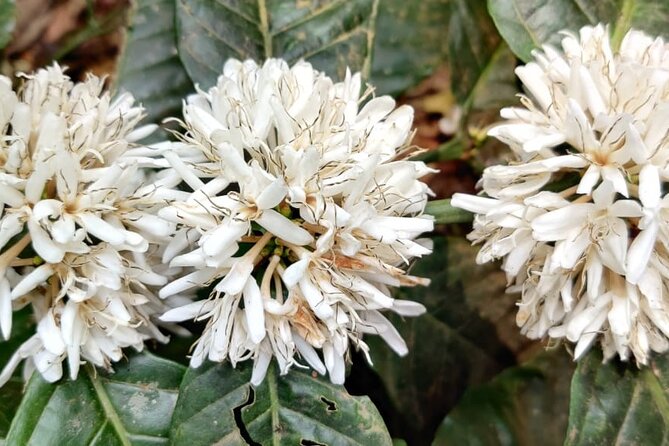 Mercara Gold Coorg Coffee and Spice Estate Tour - Price and value: why $11 can make sense