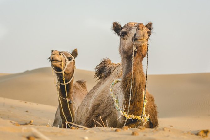 Million Stars Experience - Desert Camp & Stargazing in Jaisalmer - Day 1 afternoon: Fateh Marg, then Kuldhara Abandoned Village